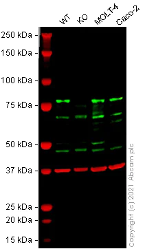 Western blot - Anti-hnRNP R antibody (AB151251)