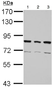 Western blot - Anti-hnRNP R antibody (AB151251)