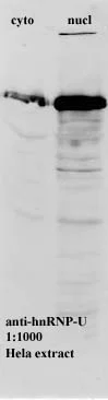 Western blot - Anti-hnRNP U/p120 antibody [3G6] (AB10297)