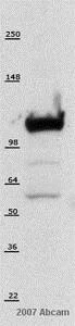 Western blot - Anti-hnRNP U/p120 antibody [3G6] (AB10297)