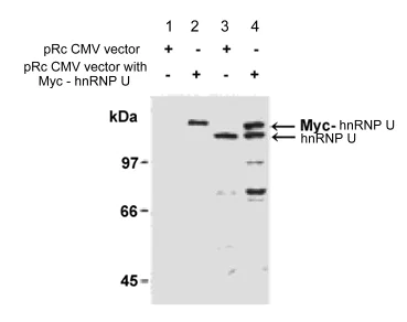 Western blot - Anti-hnRNP U/p120 antibody (AB122906)