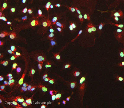 Immunocytochemistry/ Immunofluorescence - Anti-hnRNP U/p120 antibody (AB20666)