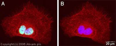 Immunocytochemistry/ Immunofluorescence - Anti-hnRNP U/p120 antibody (AB20666)