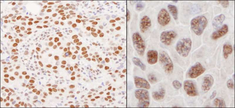 Immunohistochemistry (Formalin/PFA-fixed paraffin-embedded sections) - Anti-hnRNP U/p120 antibody (AB264141)