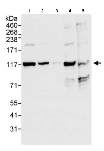 Western blot - Anti-hnRNP U/p120 antibody (AB264141)