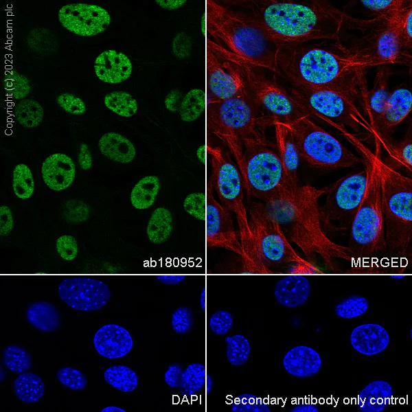 Immunocytochemistry/ Immunofluorescence - Anti-hnRNP U/p120 antibody [EPR12278(2)(B)] - BSA and Azide free (AB250283)