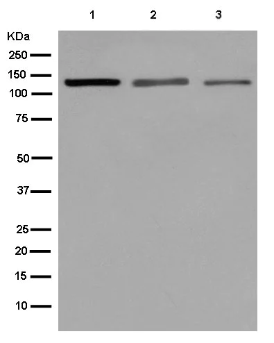 Western blot - Anti-hnRNP U/p120 antibody [EPR12278(2)(B)] - BSA and Azide free (AB250283)