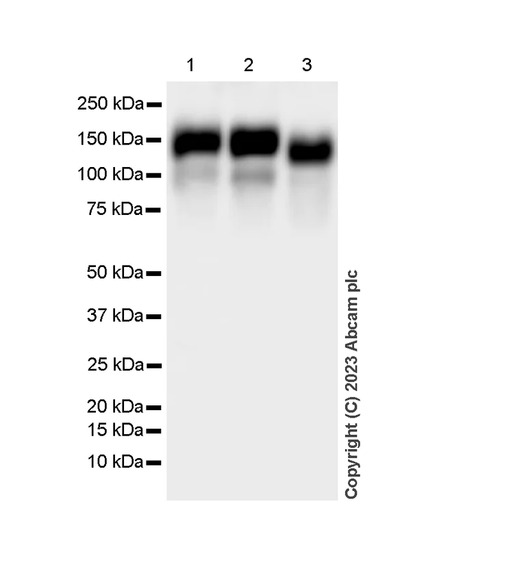Western blot - Anti-hnRNP U/p120 antibody [EPR12278(2)(B)] - BSA and Azide free (AB250283)