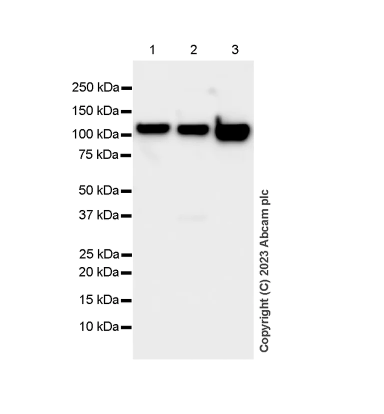 Western blot - Anti-hnRNP U/p120 antibody [EPR12278(2)(B)] - BSA and Azide free (AB250283)