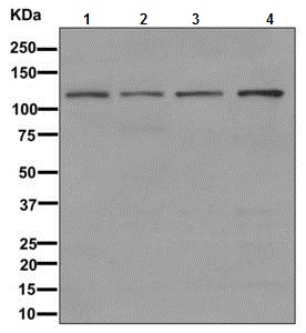 Western blot - Anti-hnRNP U/p120 antibody [EPR12279] (AB172608), expandable thumbnail