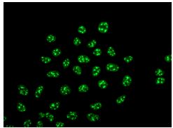 Immunocytochemistry/ Immunofluorescence - Anti-hnRNP U/p120 antibody [EPR12279] - BSA and Azide free (AB249705), expandable thumbnail