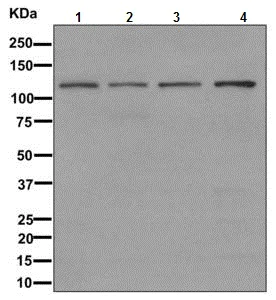 Western blot - Anti-hnRNP U/p120 antibody [EPR12279] - BSA and Azide free (AB249705)