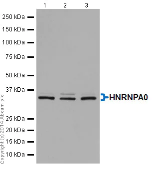 Western blot - Anti-HNRNPA0 antibody [EP16085] (AB197023)