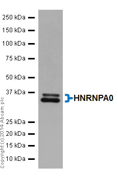 Western blot - Anti-HNRNPA0 antibody [EP16085] (AB197023)