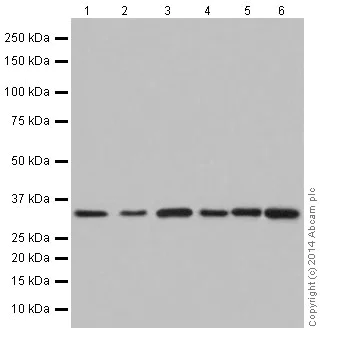 Western blot - Anti-HNRNPA0 antibody [EP16085] (AB197023)