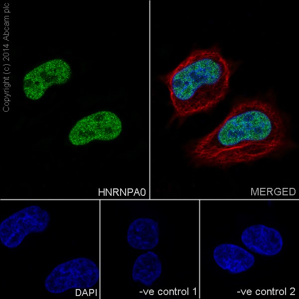 Immunocytochemistry/ Immunofluorescence - Anti-HNRNPA0 antibody [EP16085] - BSA and Azide free (AB236121), expandable thumbnail