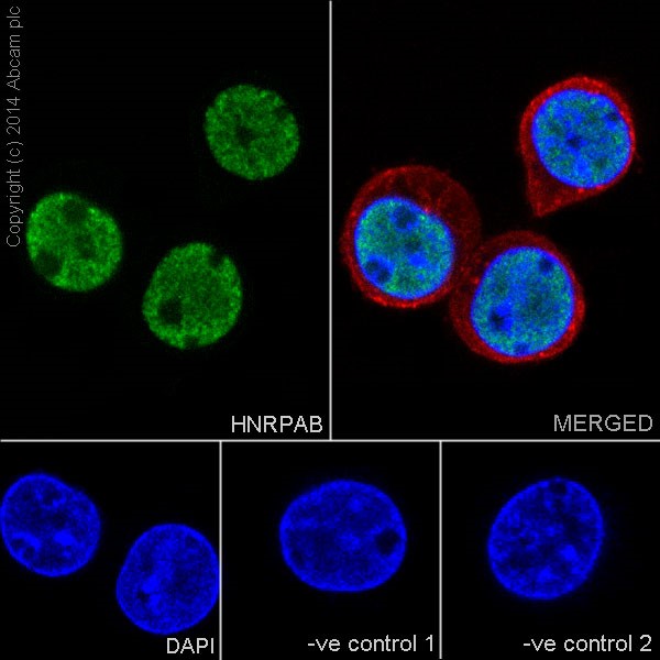 Immunocytochemistry/ Immunofluorescence - Anti-HNRPAB antibody [EPR16944] (AB199724)