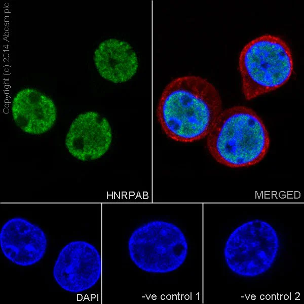 Immunocytochemistry/ Immunofluorescence - Anti-HNRPAB antibody [EPR16944] (AB199724)