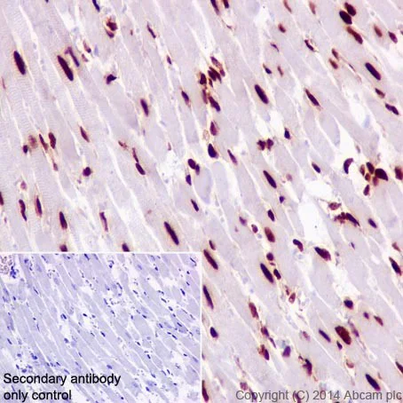 Immunohistochemistry (Formalin/PFA-fixed paraffin-embedded sections) - Anti-HNRPAB antibody [EPR16944] (AB199724)