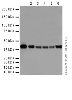 Western blot - Anti-HNRPAB antibody [EPR16944] (AB199724)
