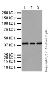 Western blot - Anti-HNRPAB antibody [EPR16944] (AB199724)