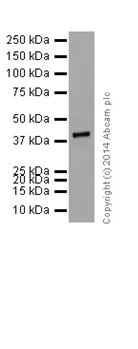 Western blot - Anti-HNRPAB antibody [EPR16944] (AB199724)