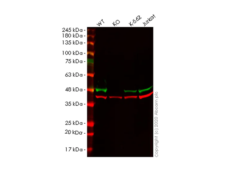 Western blot - Anti-HNRPAB antibody [EPR16944] - BSA and Azide free (AB251289)