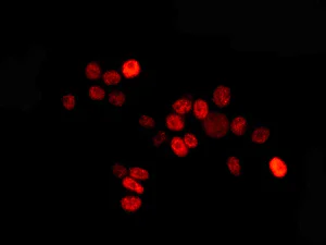 Immunocytochemistry/ Immunofluorescence - Anti-HNRPH2/HNRNPH2 antibody [EPR12170(B)] - BSA and Azide free (AB250086)