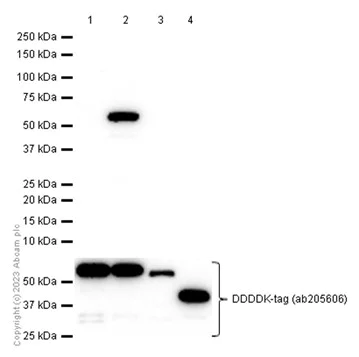 Western blot - Anti-HNRPH2/HNRNPH2 antibody [EPR12170(B)] - BSA and Azide free (AB250086)