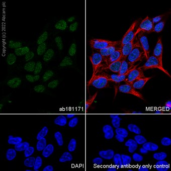 Immunocytochemistry - Anti-HNRPH2/HNRNPH2 antibody [EPR12171] - BSA and Azide free (AB250397), expandable thumbnail