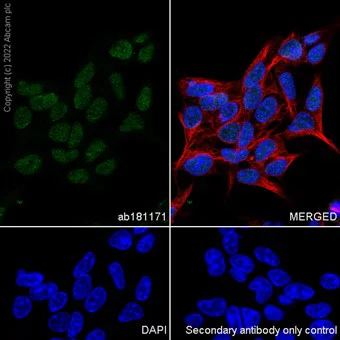 Immunocytochemistry - Anti-HNRPH2/HNRNPH2 antibody [EPR12171] - BSA and Azide free (AB250397)