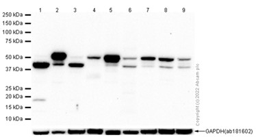 Western blot - Anti-HNRPH2/HNRNPH2 antibody [EPR12171] - BSA and Azide free (ab250397), expandable thumbnail