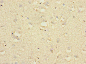 Immunohistochemistry (Formalin/PFA-fixed paraffin-embedded sections) - Anti-HNT antibody (AB230351)