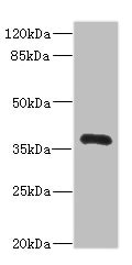 Western blot - Anti-HNT antibody (AB230351), expandable thumbnail