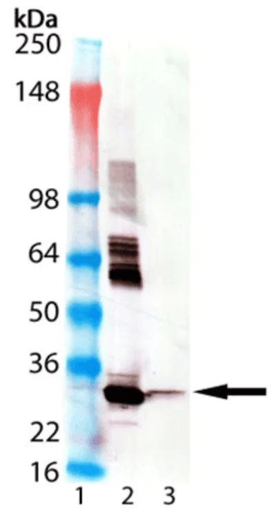 Western blot - Anti-HO-1 antibody [HO-1-2] (AB305290)