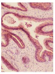 Immunohistochemistry (Frozen sections) - Anti-HO-2 antibody (AB90492)