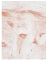 Immunohistochemistry (Frozen sections) - Anti-HO-2 antibody (AB90492)