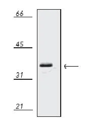 Western blot - Anti-HO-2 antibody (AB90492)