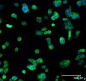 Immunocytochemistry/ Immunofluorescence - Anti-HO-2 antibody (AB90515)
