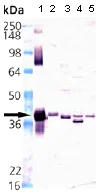 Western blot - Anti-HO-2 antibody (AB90515)