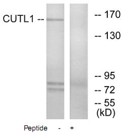 Western blot - Anti-Homeobox protein cut-like 1 antibody (AB73885)