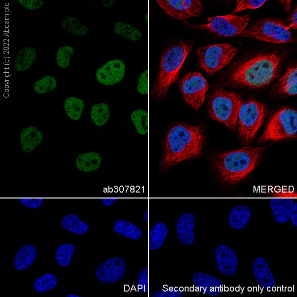 Immunocytochemistry/ Immunofluorescence - Anti-Homeobox protein cut-like 1 antibody [EPR26508-67] (AB307821)