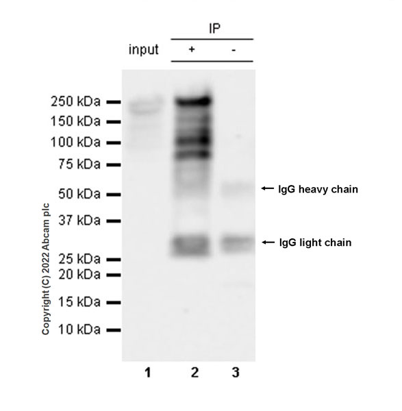 Immunoprecipitation - Anti-Homeobox protein cut-like 1 antibody [EPR26508-67] (ab307821), expandable thumbnail