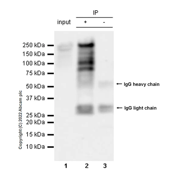 Immunoprecipitation - Anti-Homeobox protein cut-like 1 antibody [EPR26508-67] (AB307821)