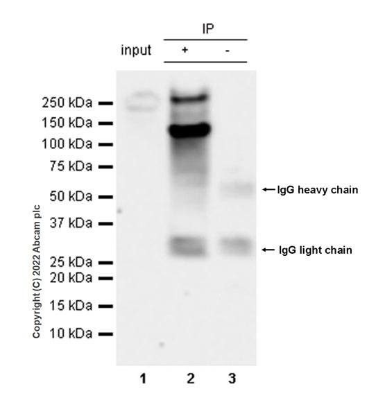 Immunoprecipitation - Anti-Homeobox protein cut-like 1 antibody [EPR26508-67] (ab307821), expandable thumbnail
