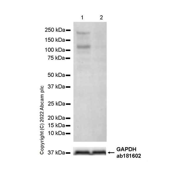 Western blot - Anti-Homeobox protein cut-like 1 antibody [EPR26508-67] (AB307821), expandable thumbnail