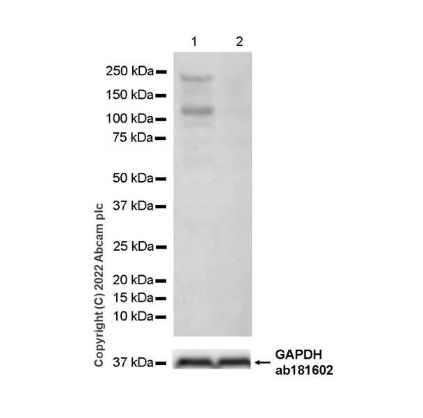 Western blot - Anti-Homeobox protein cut-like 1 antibody [EPR26508-67] (AB307821)