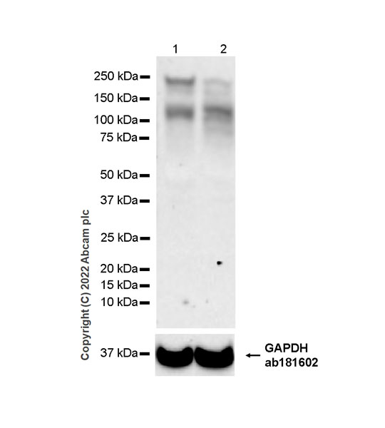 Western blot - Anti-Homeobox protein cut-like 1 antibody [EPR26508-67] (AB307821), expandable thumbnail