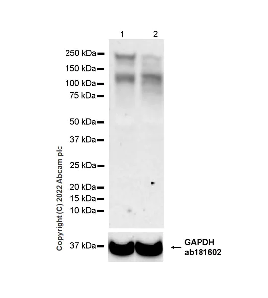 Western blot - Anti-Homeobox protein cut-like 1 antibody [EPR26508-67] (AB307821)