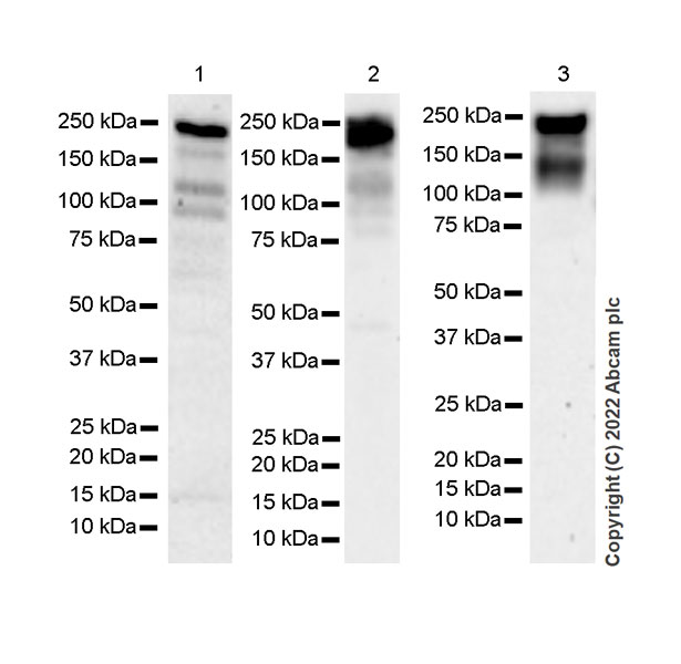 Western blot - Anti-Homeobox protein cut-like 1 antibody [EPR26508-67] (AB307821), expandable thumbnail